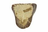 Leptoceratops Tooth - Hell Creek Formation, South Dakota #81648-1